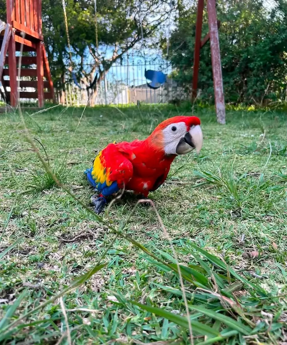 Scarlet Macaw parrot available 