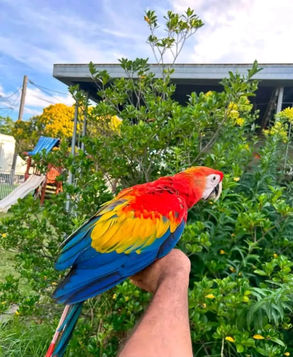 Scarlet Macaw parrot available 