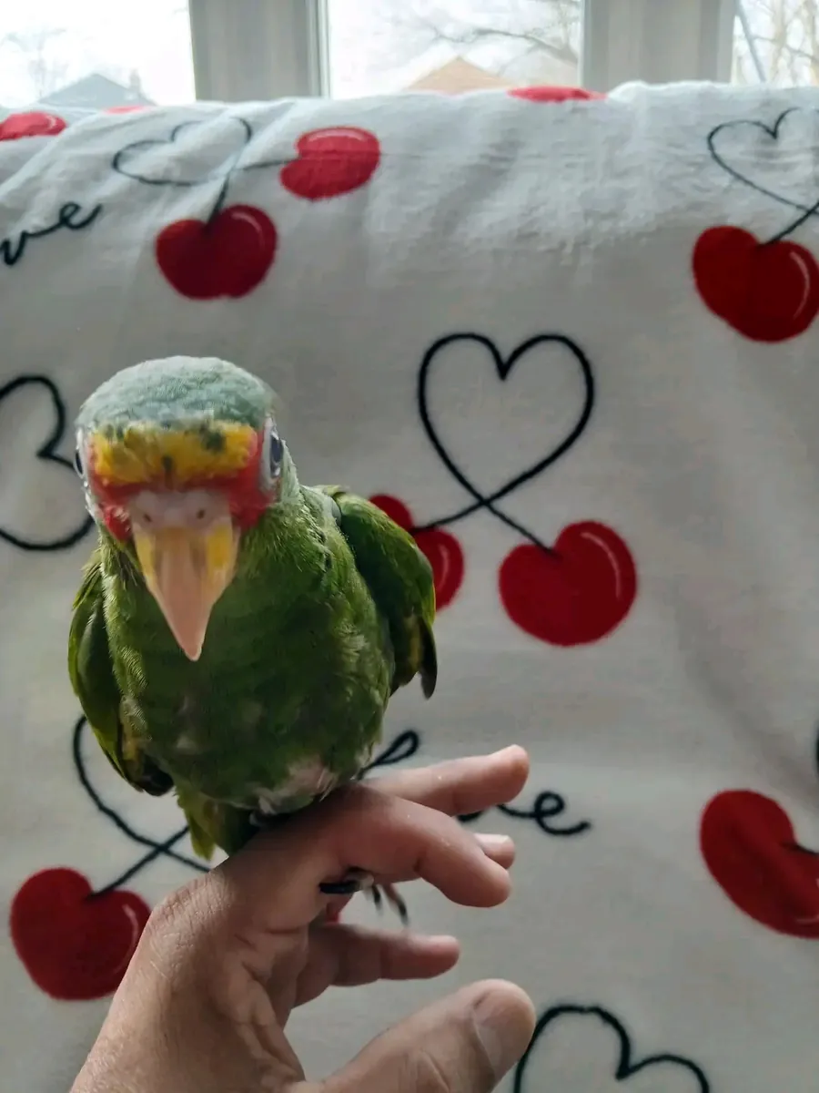 Female Amazon parrot ready to go 