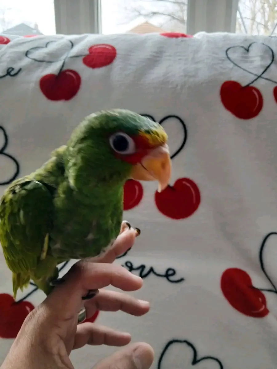 Female Amazon parrot ready to go 