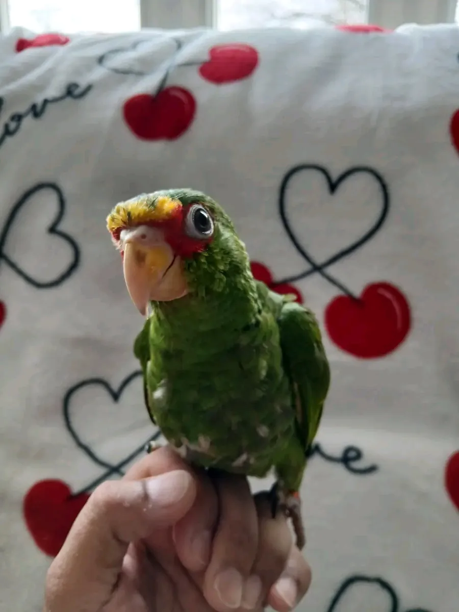 Female Amazon parrot ready to go 