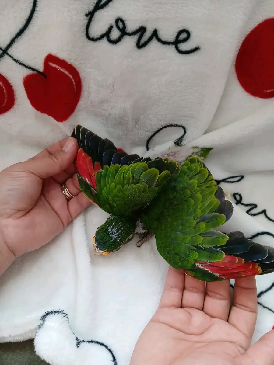 Female Amazon parrot ready to go 