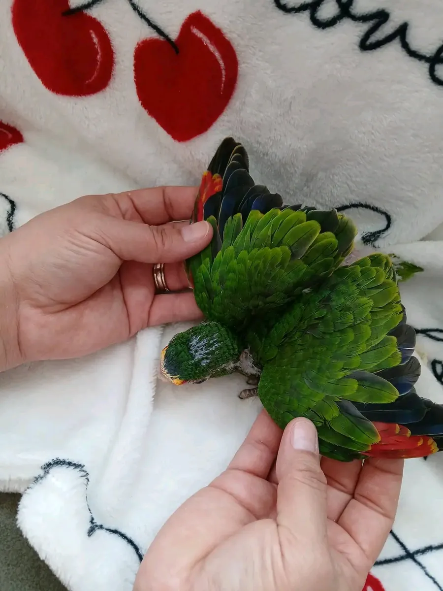 Female Amazon parrot ready to go 