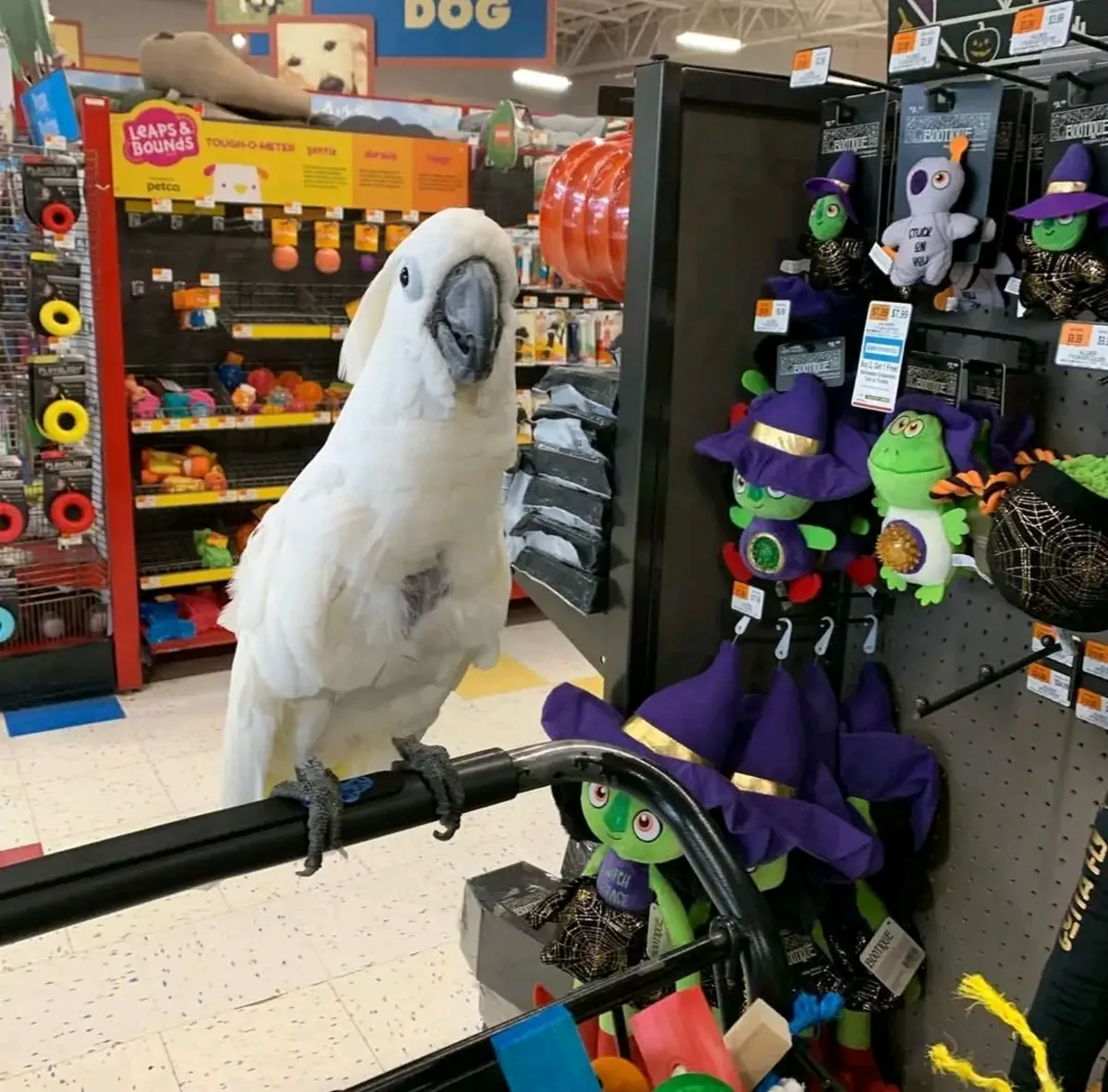 Disponible loro cacatúa macho