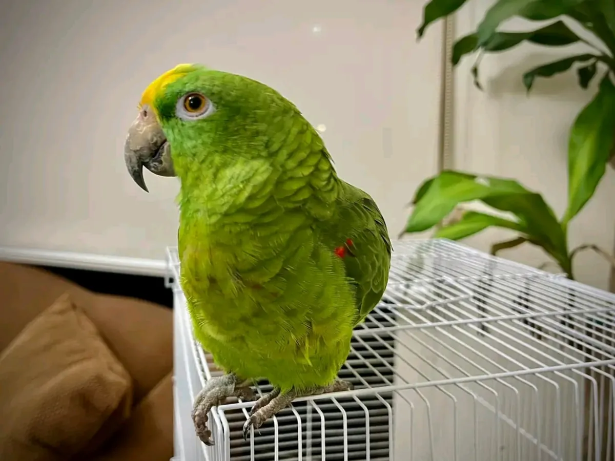 Loro amazónico macho