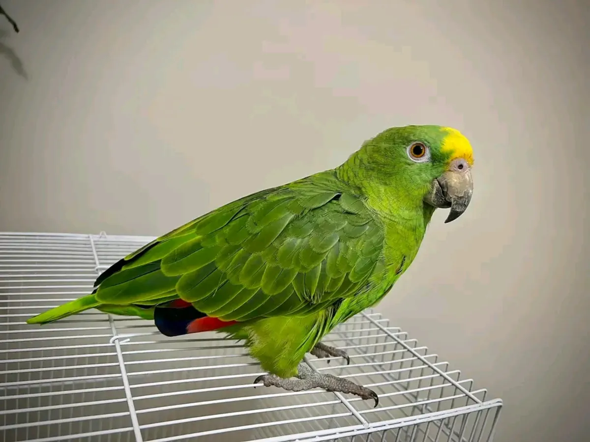 Loro amazónico macho