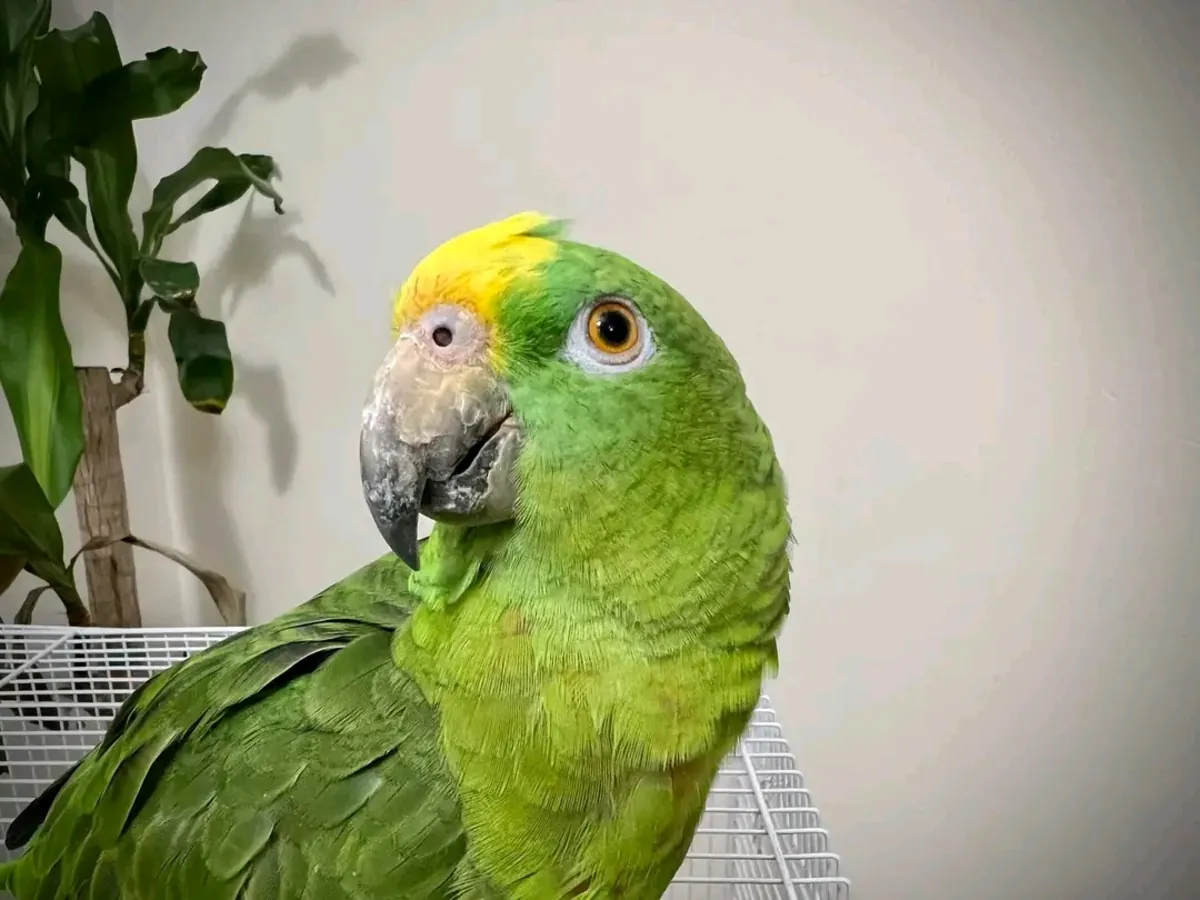 Loro amazónico macho