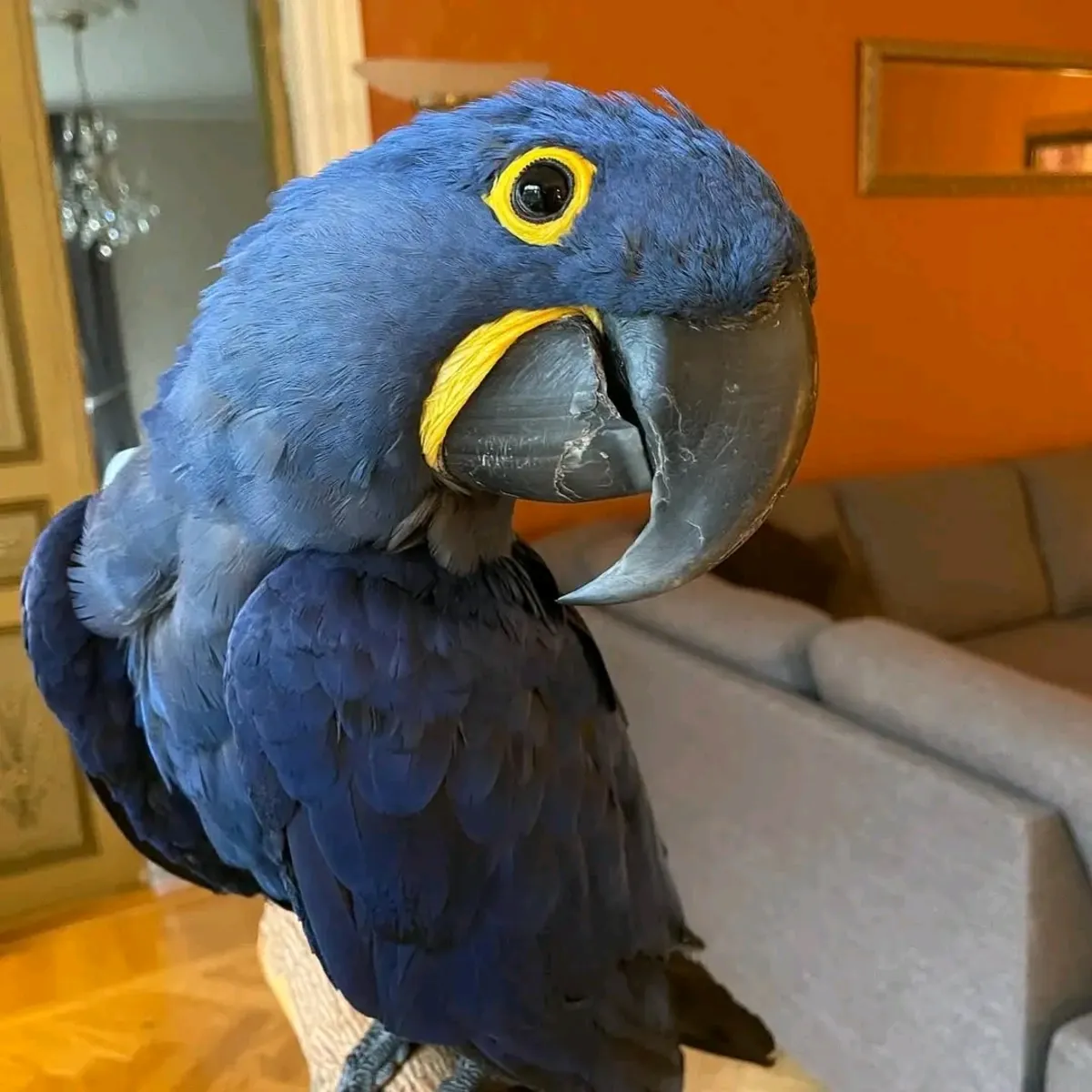 Lindo loro guacamayo jacinto