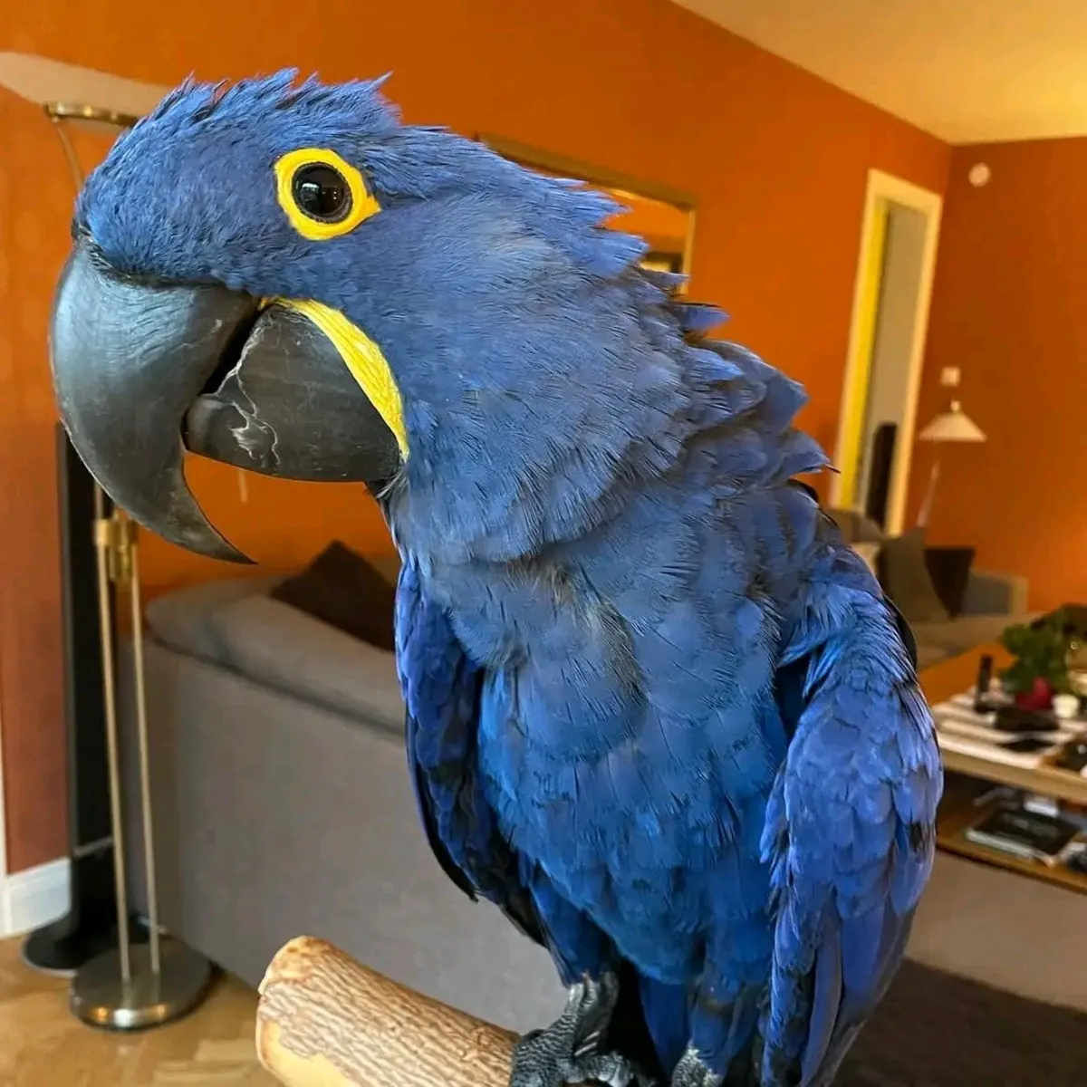 Lindo loro guacamayo jacinto
