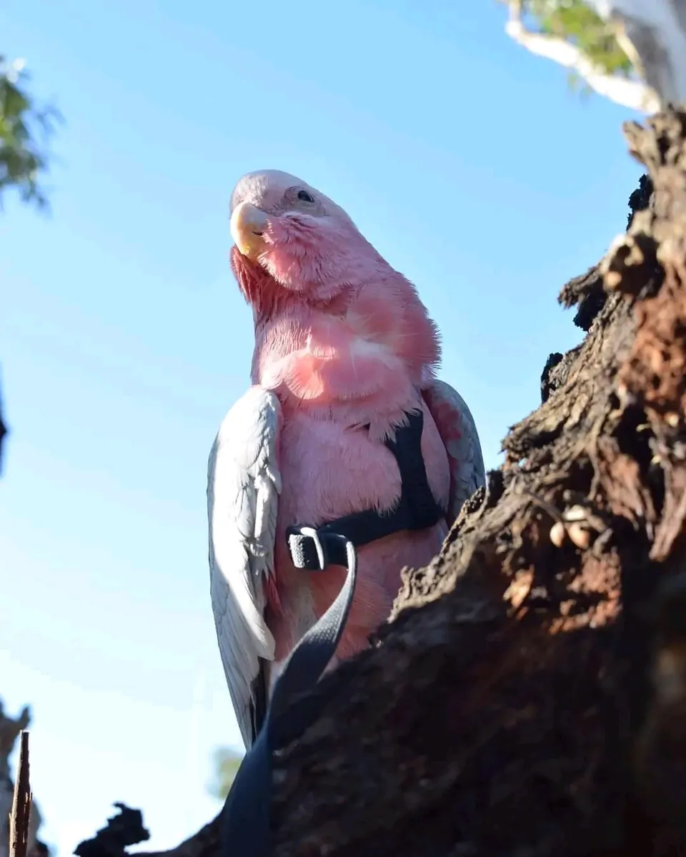 Loro cacatúa galah macho