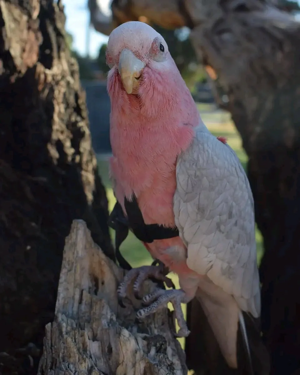 Loro cacatúa galah macho