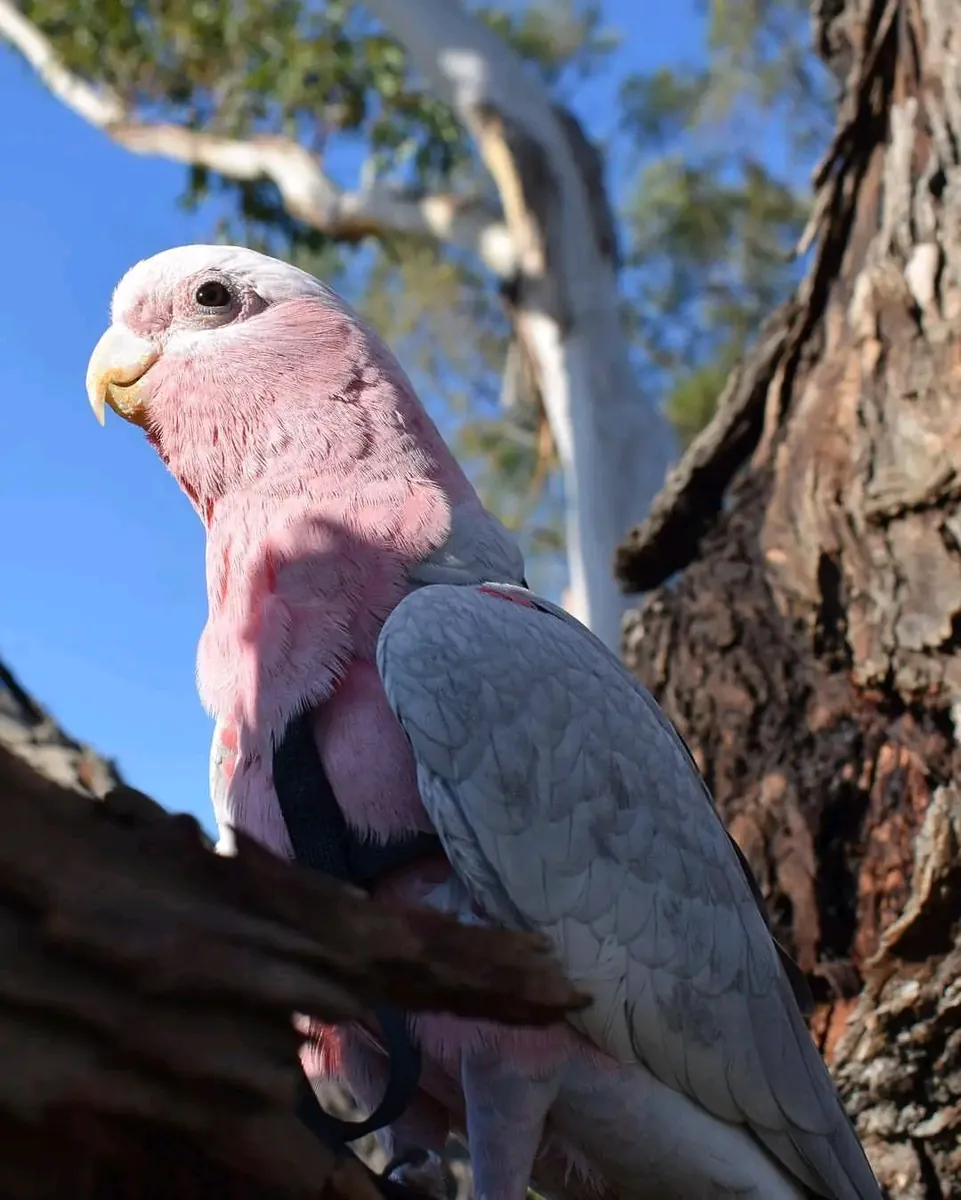 Loro cacatúa galah macho