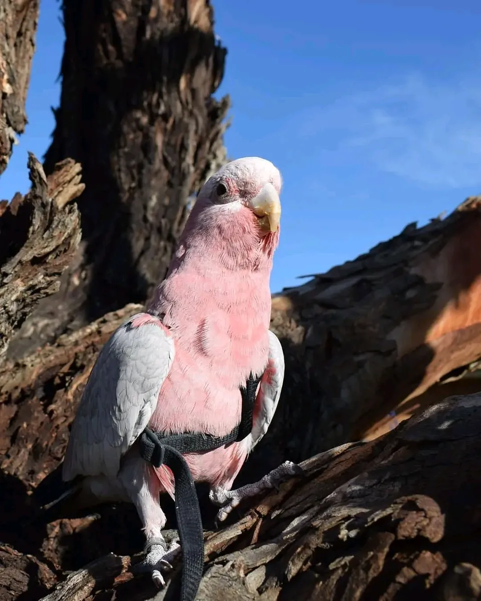 Loro cacatúa galah macho