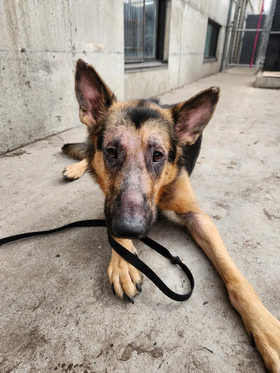 усыновление немецкой овчарки