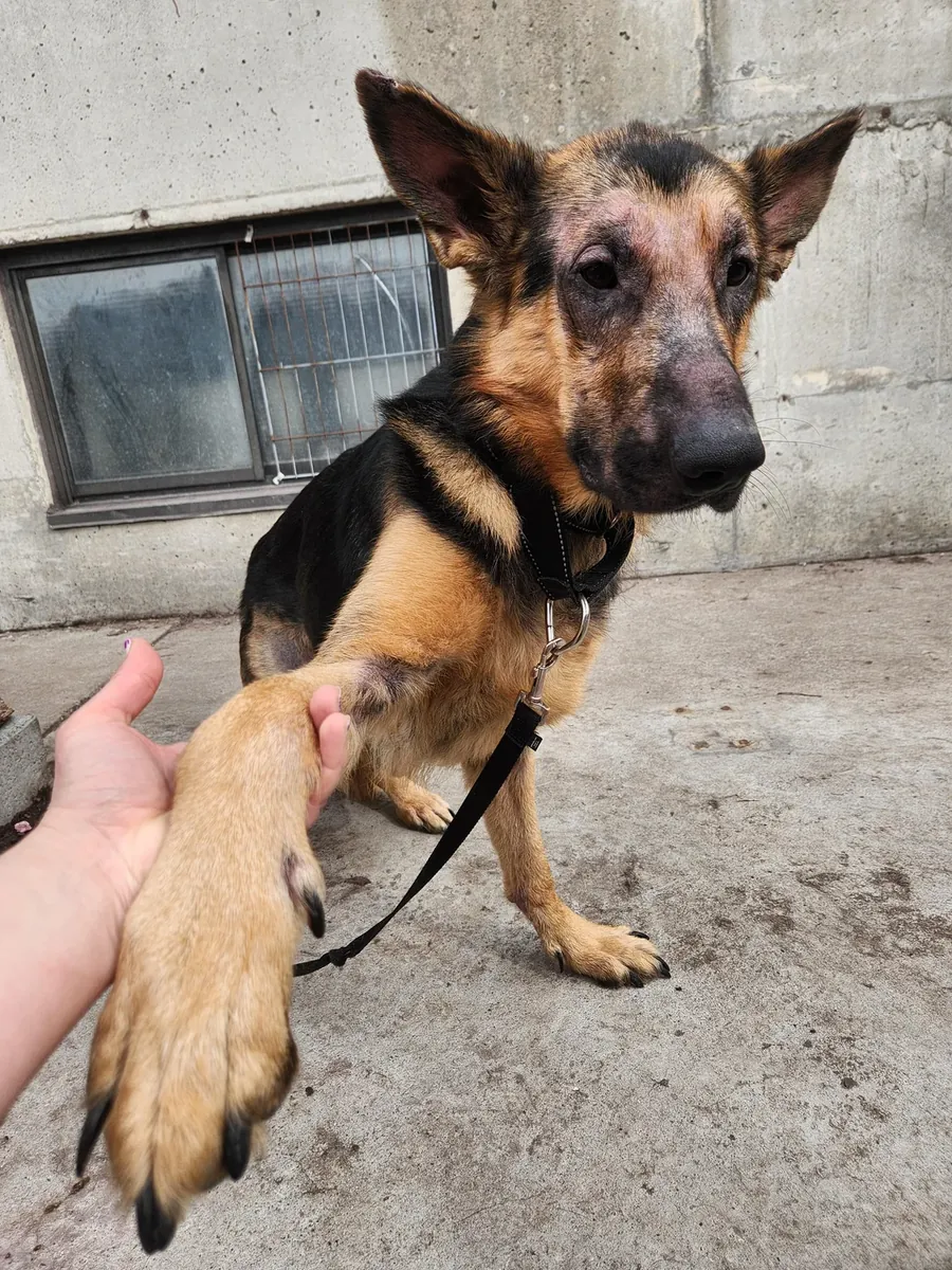 усыновление немецкой овчарки