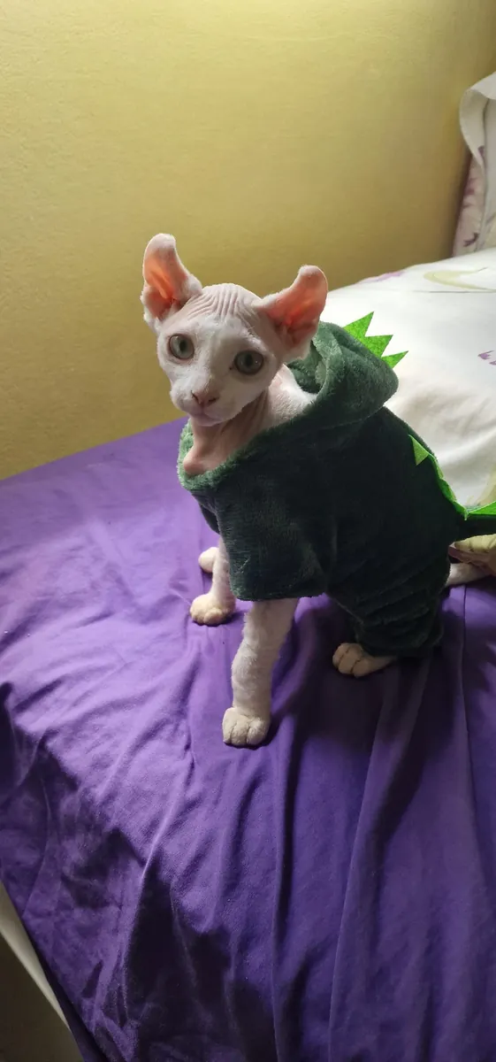 Кошки породы сфинкс будут отданы бесплатно.