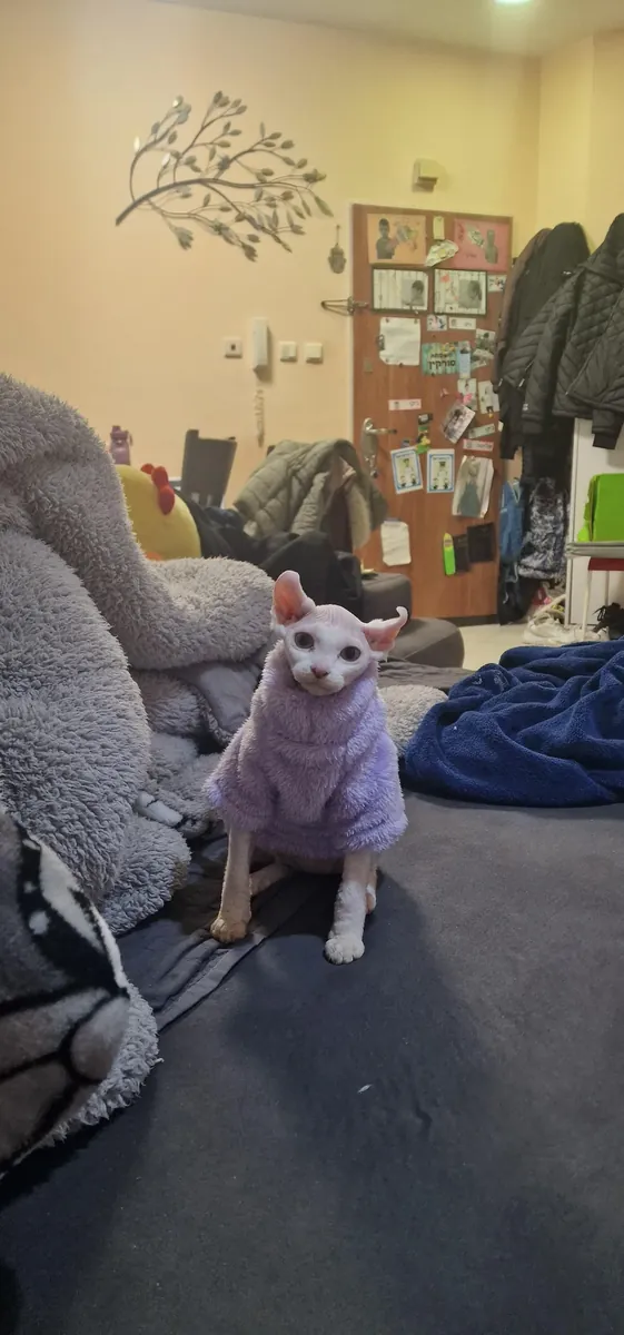 Кошки породы сфинкс будут отданы бесплатно.