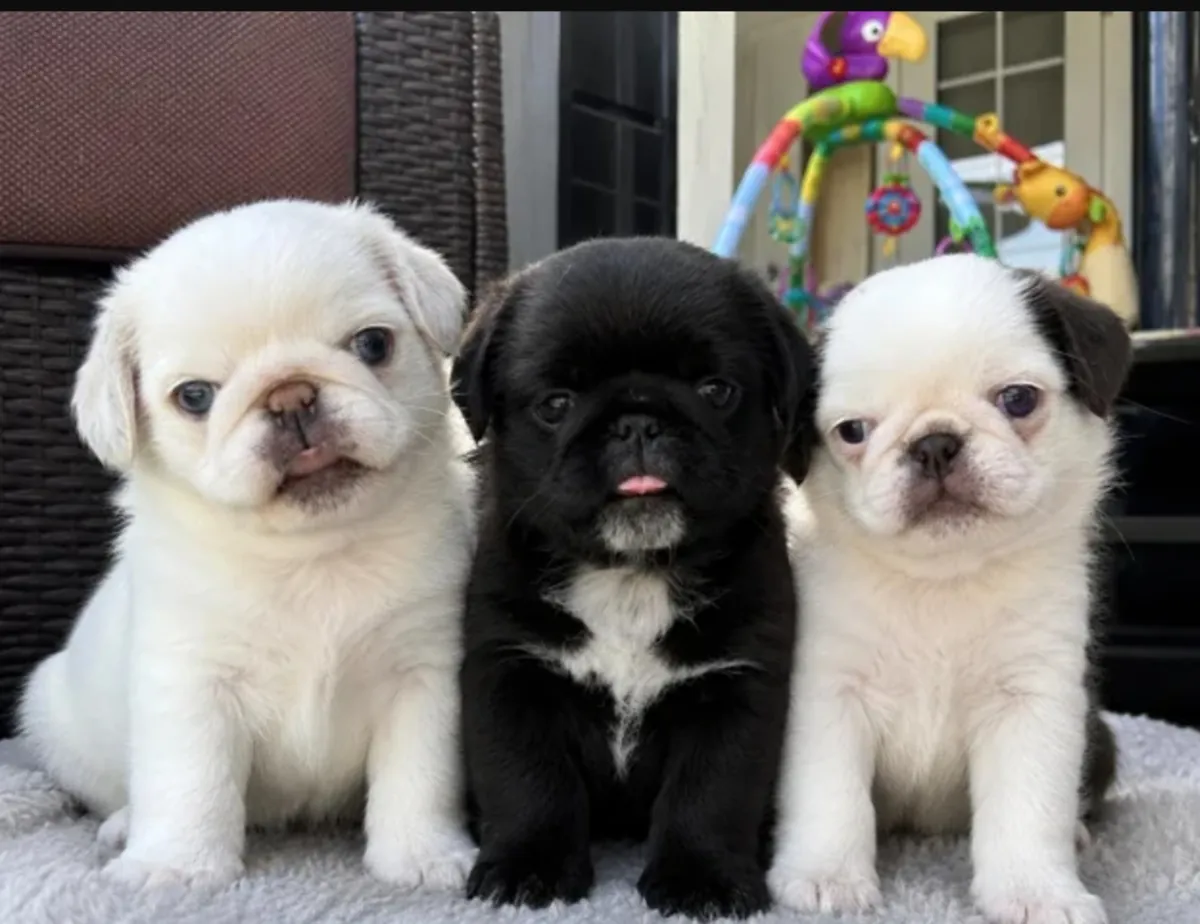 Cachorros Pug para adopción