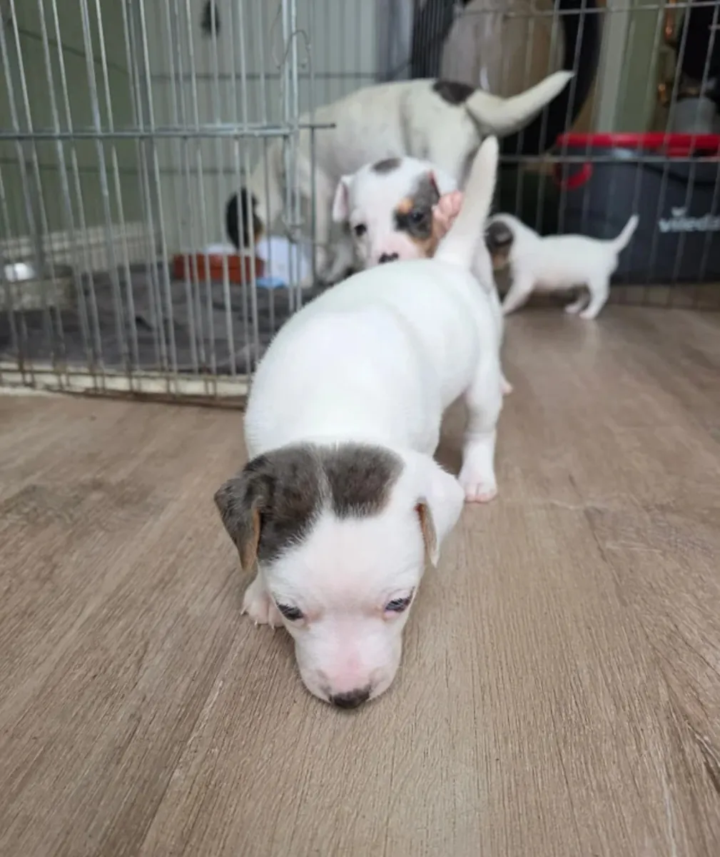 Cachorros de Jack Russell para adopción