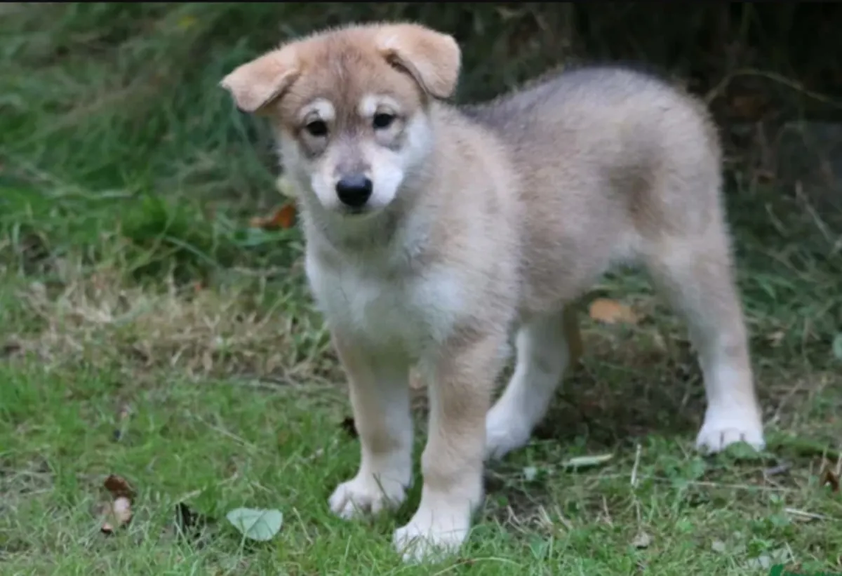萨尔洛斯狼犬幼犬待领养