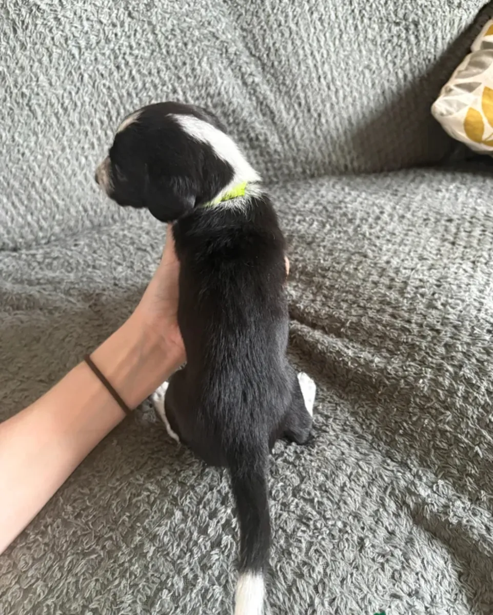 Cocker Spaniel et Border Collie : race hybride