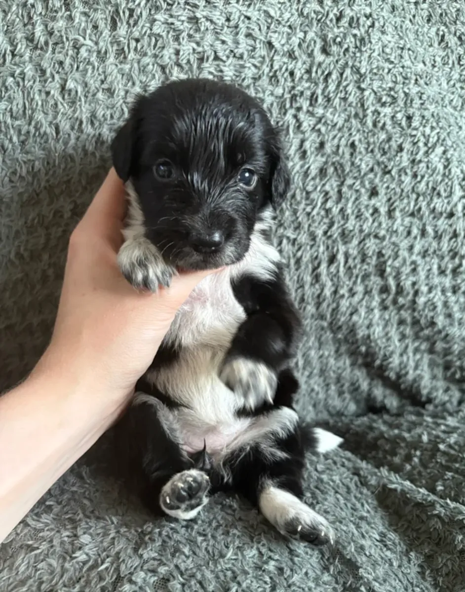 Cocker Spaniel et Border Collie : race hybride