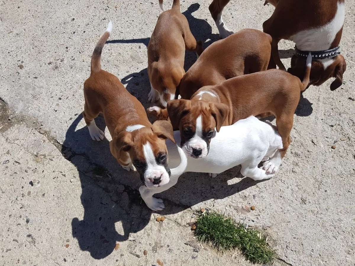 Preciosos cachorros boxer K.C en venta