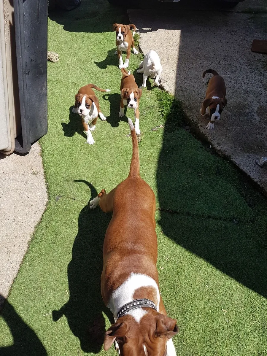 Preciosos cachorros boxer K.C en venta
