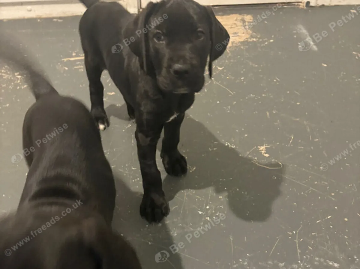 Excepcionales cachorros de cane corso en venta