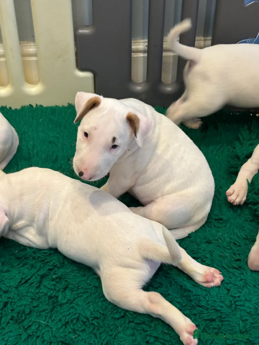 Bullterrier hembra y macho en venta