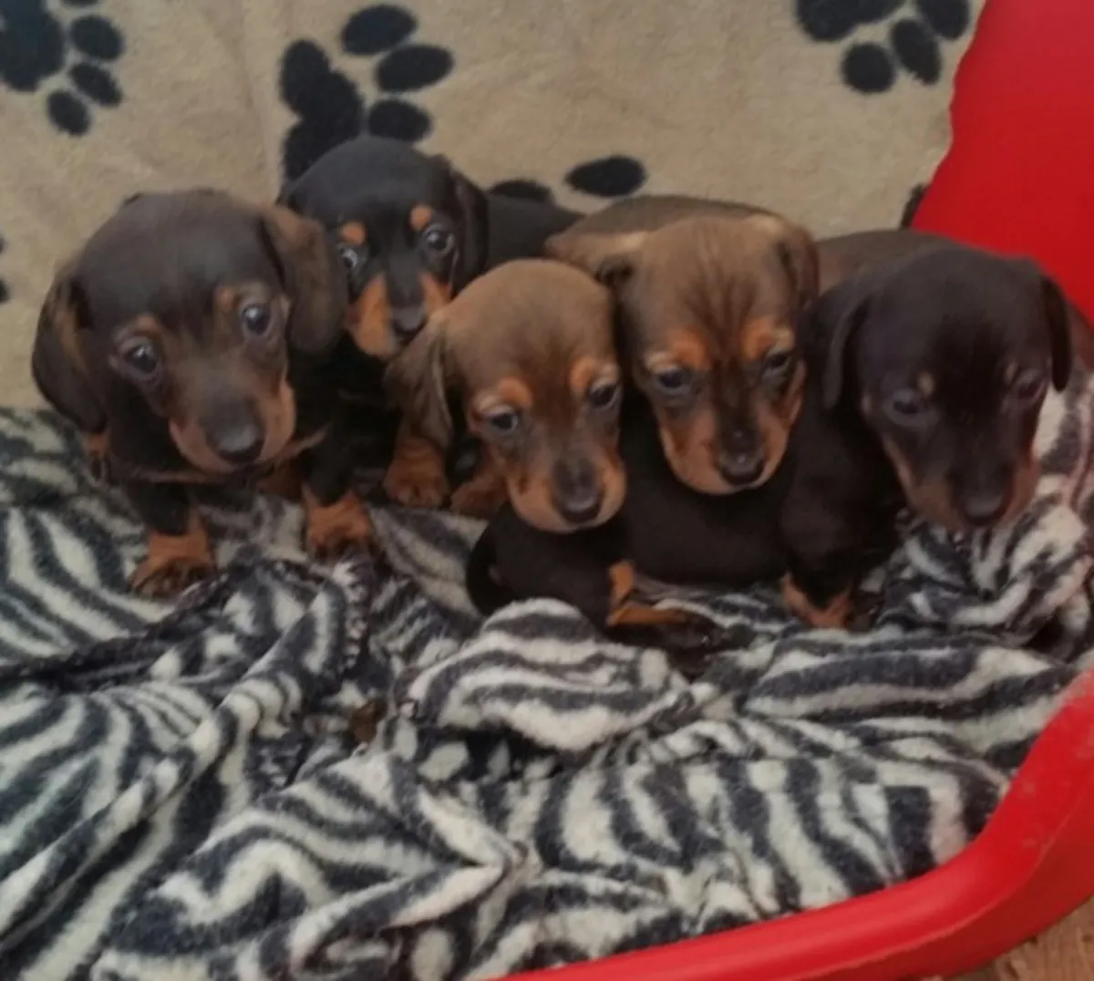 cachorros de teckel listos