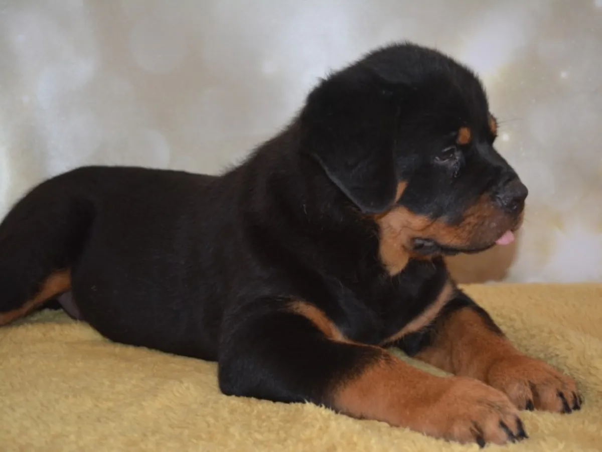 Cachorros Rottweiler