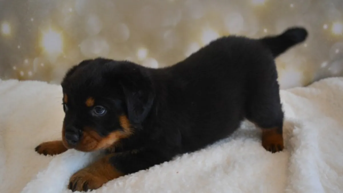 Cachorros Rottweiler