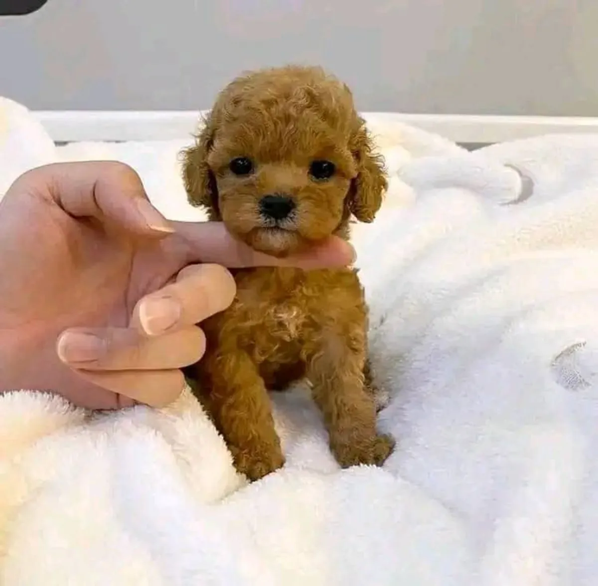 迷你贵宾犬待领养