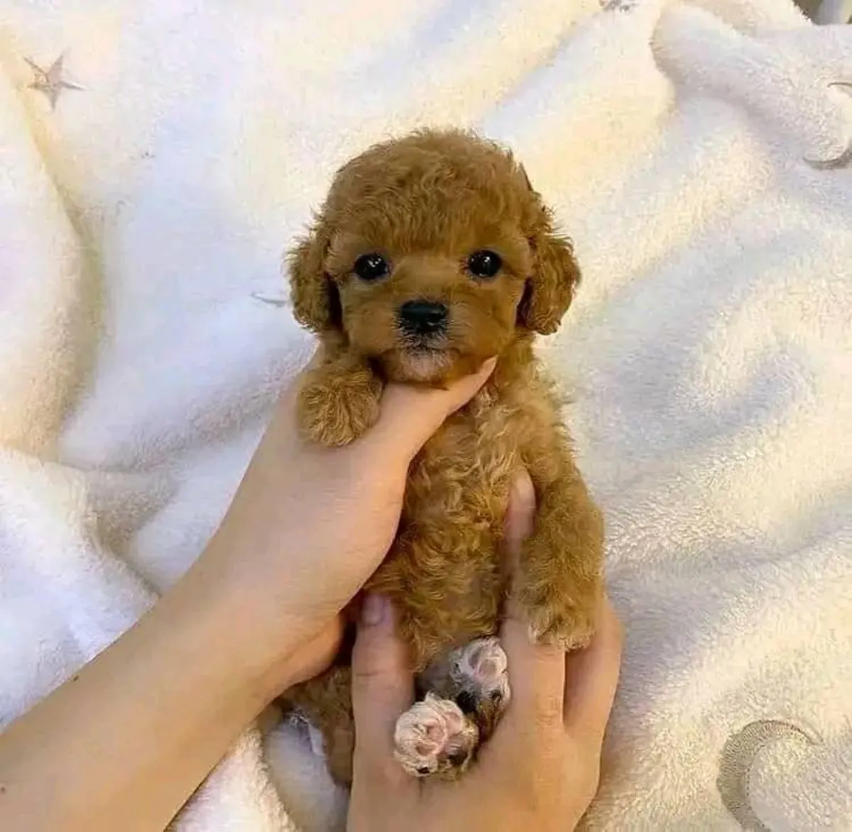 迷你贵宾犬待领养