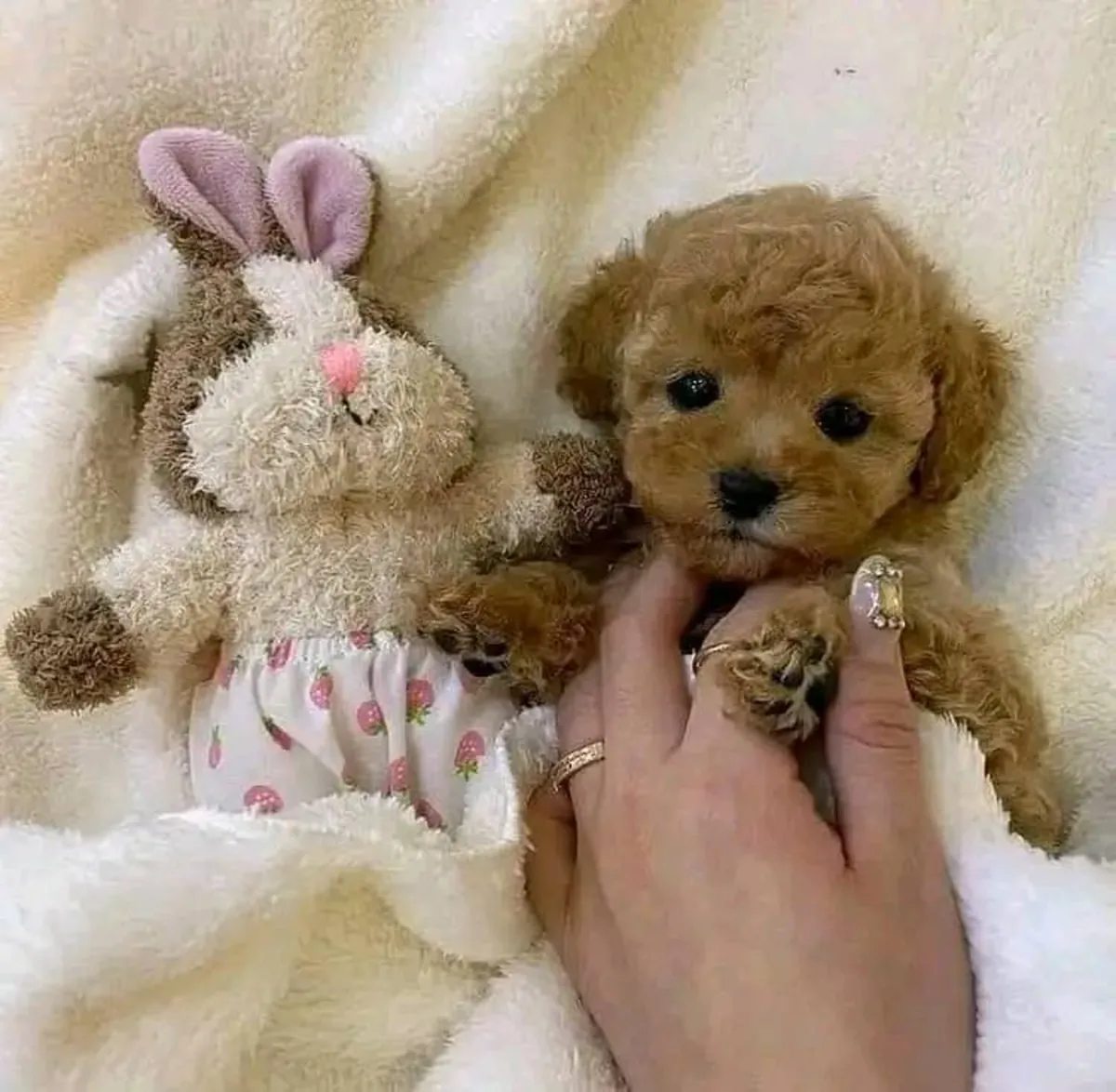 迷你贵宾犬待领养