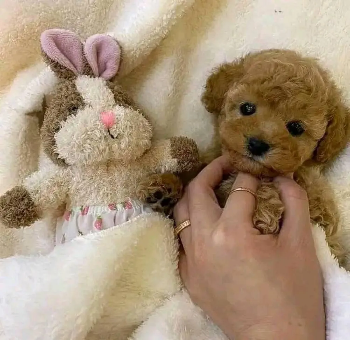 迷你贵宾犬待领养