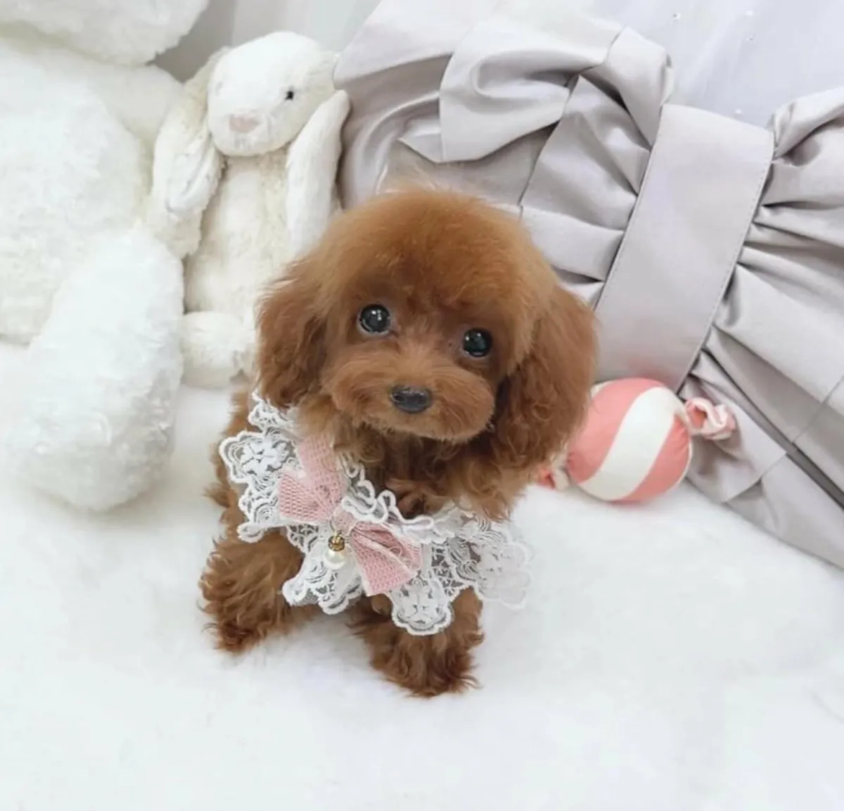 可爱的贵宾犬幼犬