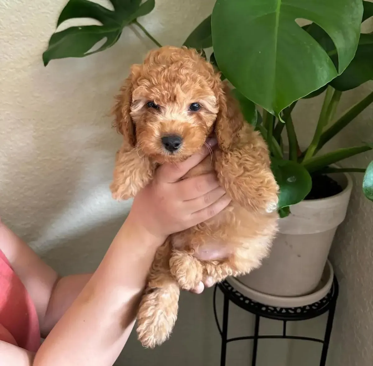 可爱的贵宾犬幼犬
