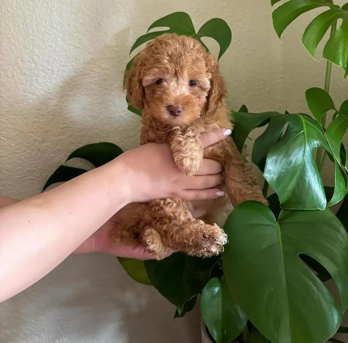 可爱的贵宾犬幼犬