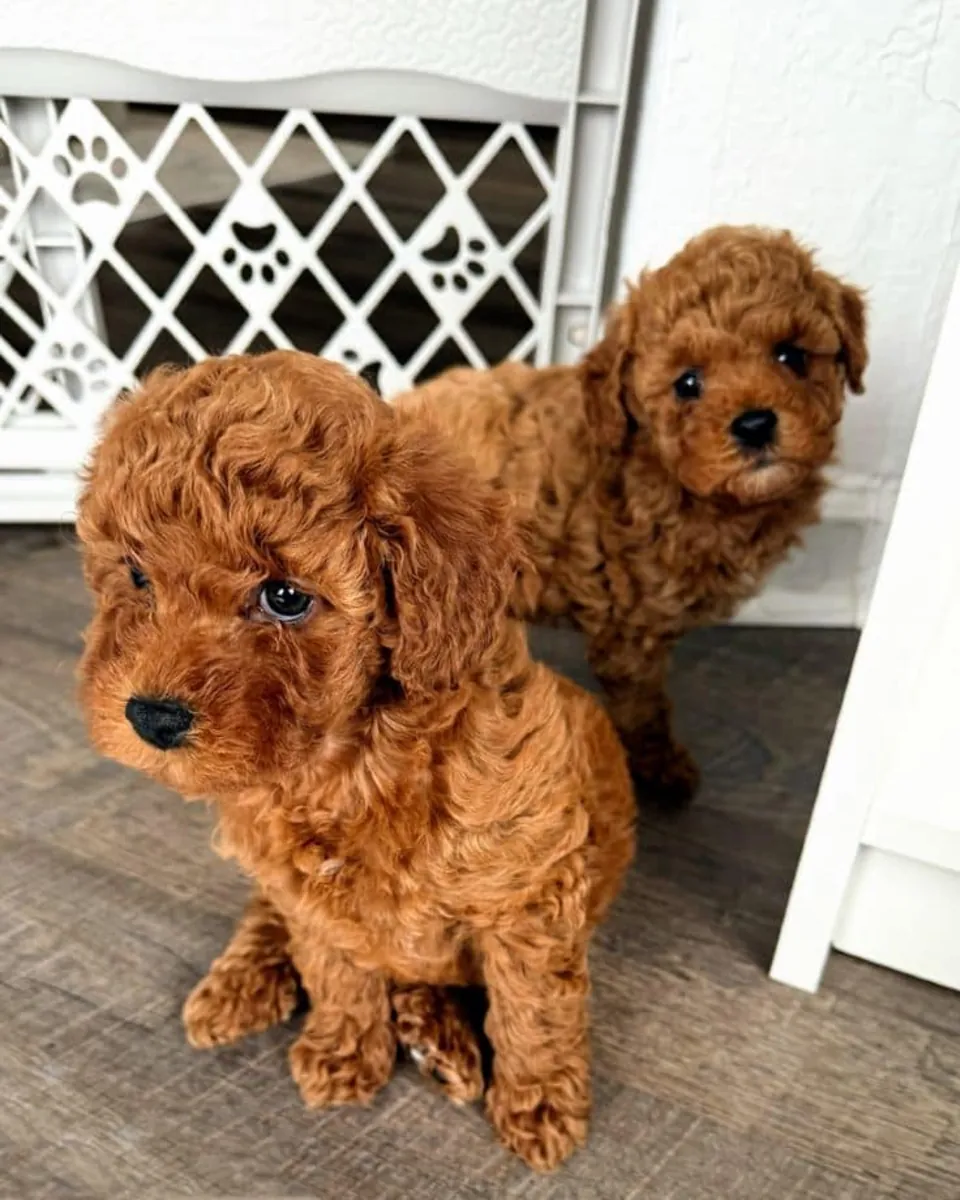 Cachorros de caniche adorables y encantadores, listos para entrega inmediata.