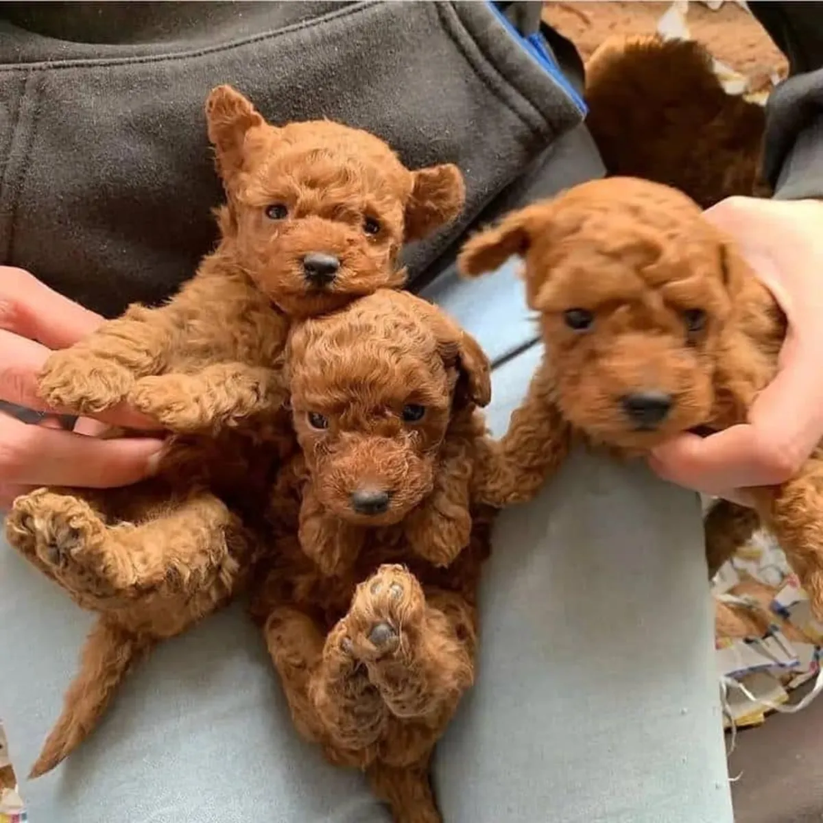 Cachorros de caniche adorables y encantadores, listos para entrega inmediata.