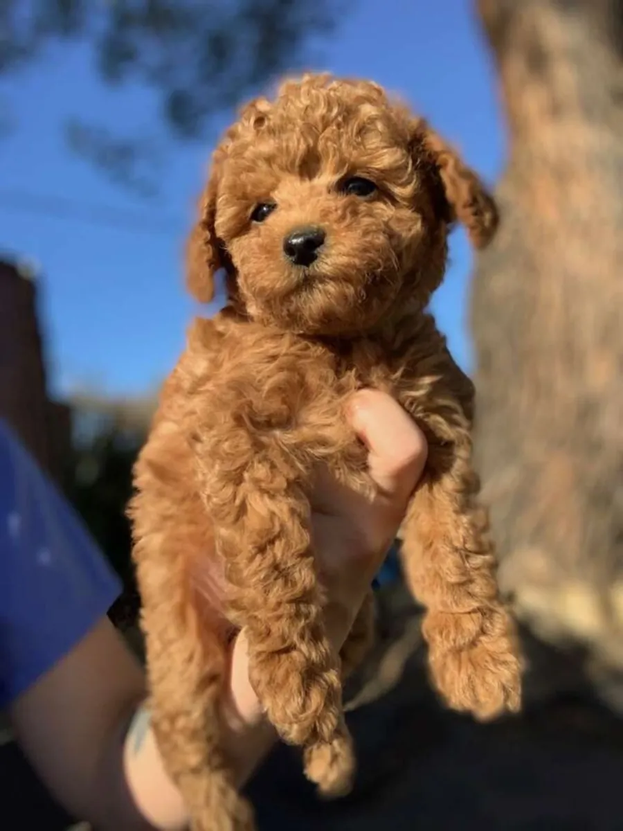 Cachorros de caniche adorables y encantadores, listos para entrega inmediata.