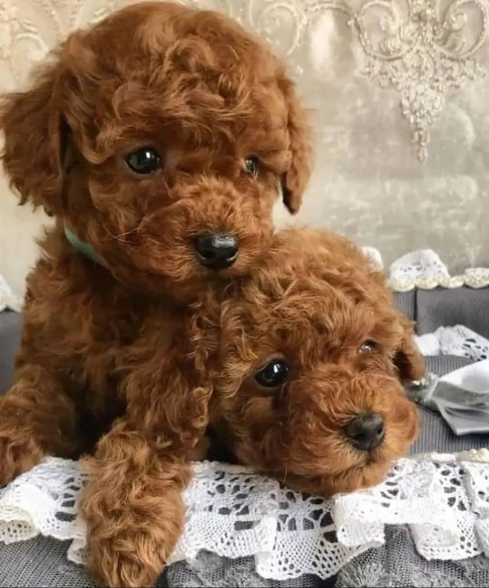 Cachorros de caniche adorables y encantadores, listos para entrega inmediata.