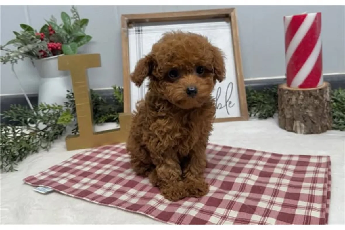 可爱的玩具贵宾犬幼犬
