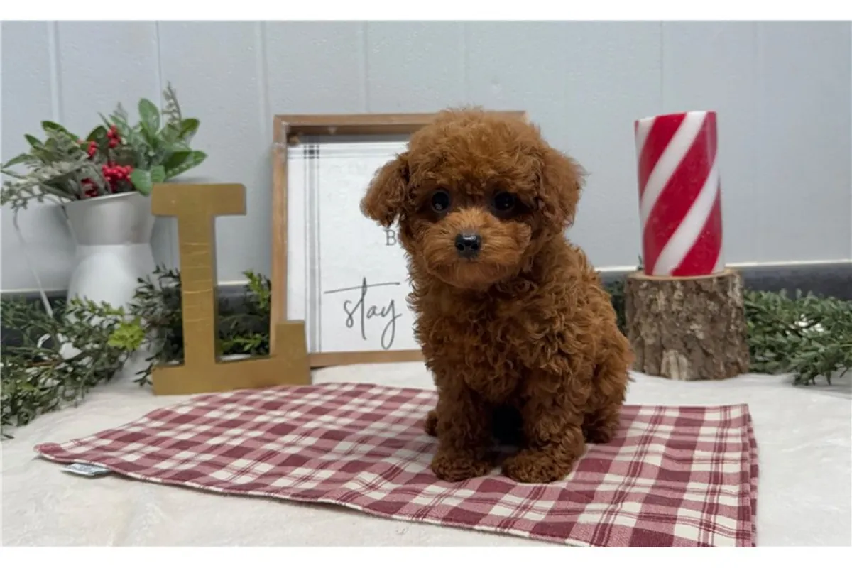 可爱的玩具贵宾犬幼犬