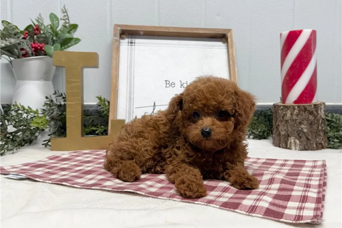 可爱的玩具贵宾犬幼犬