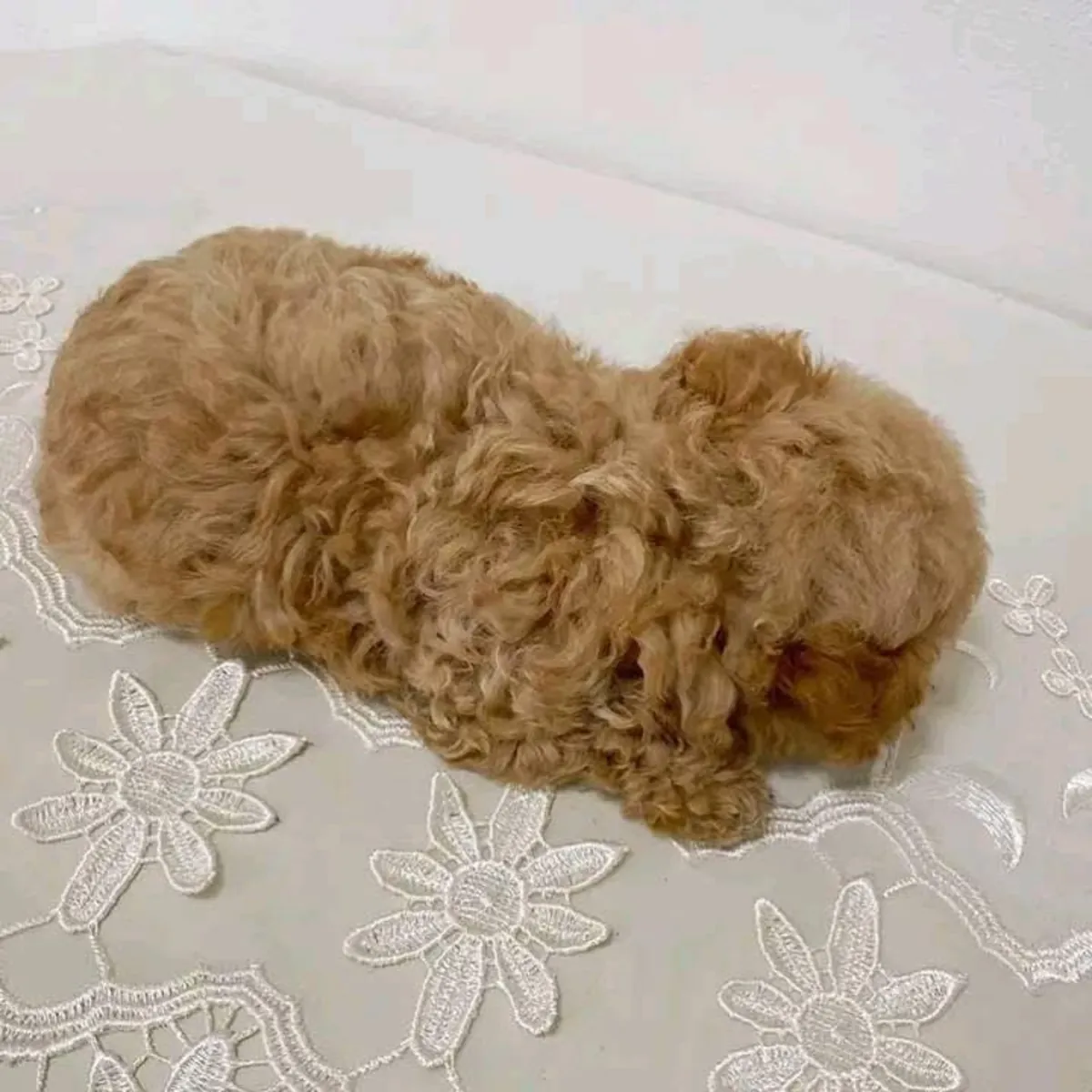 Cachorros de caniche adorables buscan un nuevo hogar.