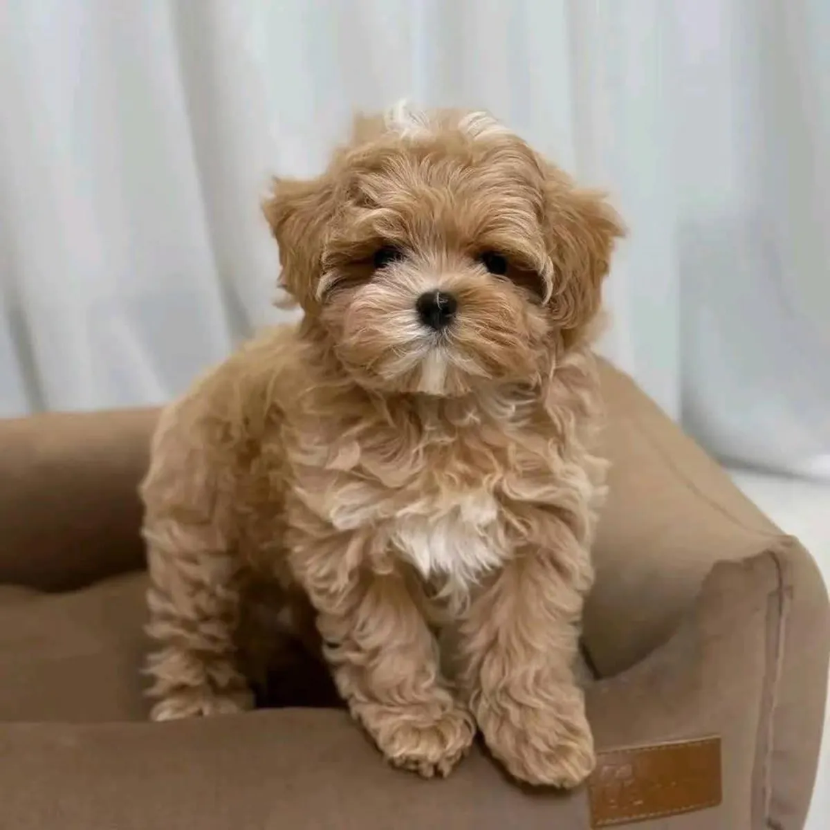 训练有素的贵宾犬幼犬寻找新家。