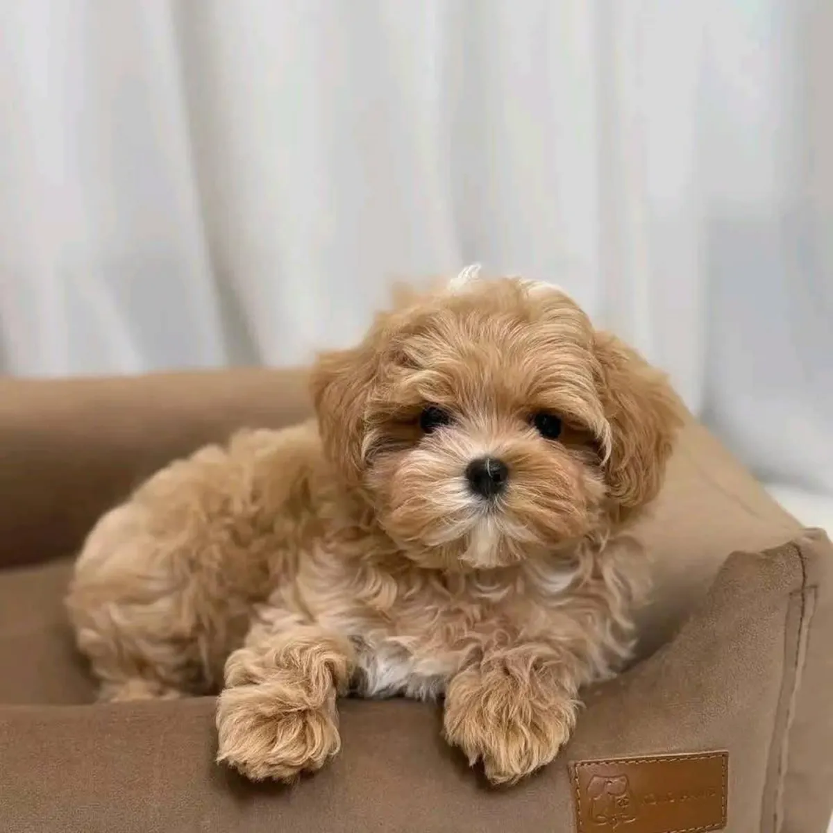 训练有素的贵宾犬幼犬寻找新家。
